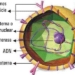 hepatitis-B.jpg
