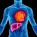hepatitis-C-y-el-corazón.jpg