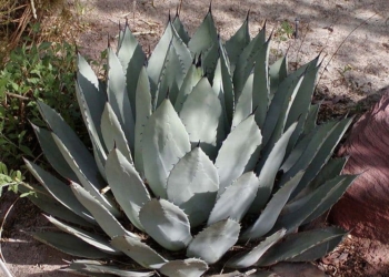 746px-Agave_palmeri.jpg