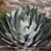 746px-Agave_palmeri.jpg