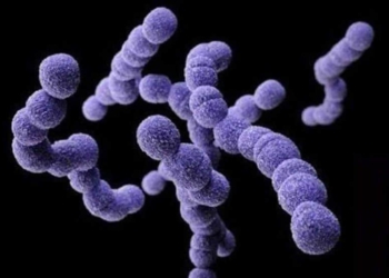 bacteria-streptococcus-pyogenes.jpg