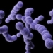 bacteria-streptococcus-pyogenes.jpg