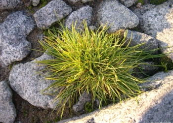 deschampsia-antártica-cancer.jpg