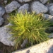 deschampsia-antártica-cancer.jpg