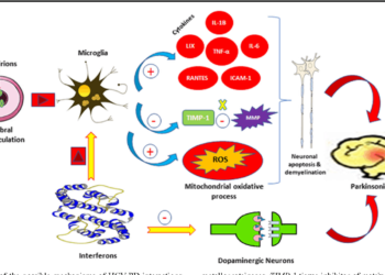 Parkinson.Resumen de los posibles mecanismos de las interacciones HCV-PD.