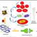 Parkinson.Resumen de los posibles mecanismos de las interacciones HCV-PD.