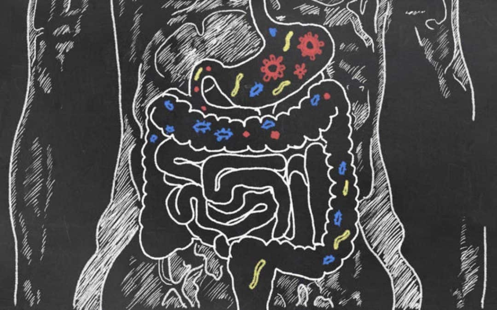 dibujo flora intestinal