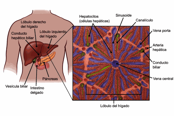 estructura del hígado