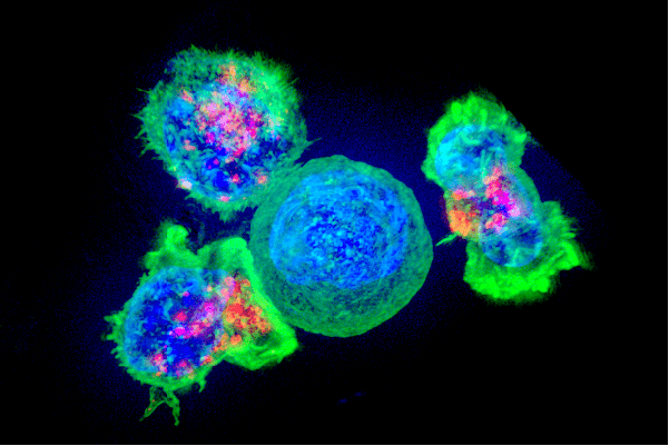 células T frente a la infección