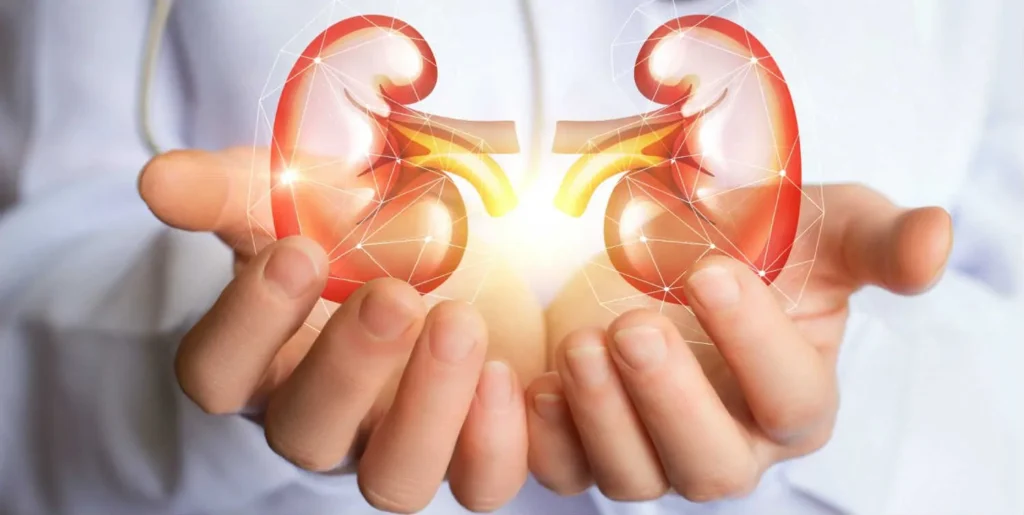 riñones en manos de un médico