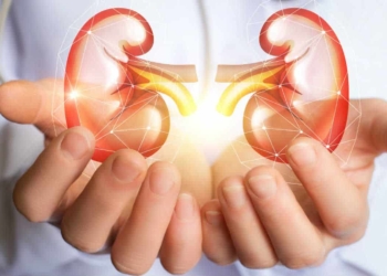 riñones en manos de un médico