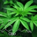 hojas de cannabis y su composición química