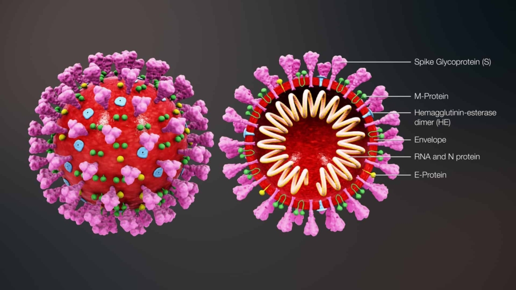 Dibujo de la estructura del virus COVID 19
