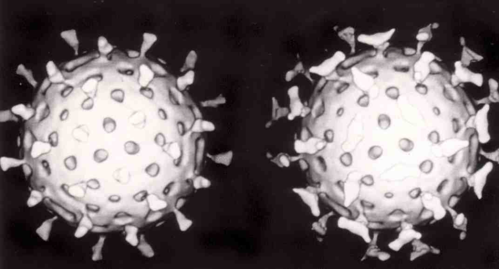 Virus monocatenario
