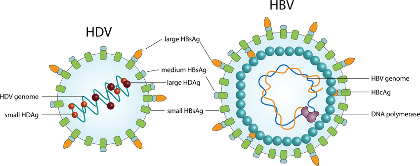 dibujo genoma HDV y HBV